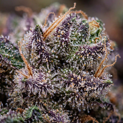 Biscotti - CBD Blüte